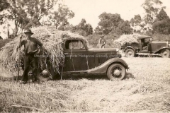 A millet crop on Hans Schroeder's farm