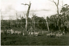 Sheep on a Group 88 farm