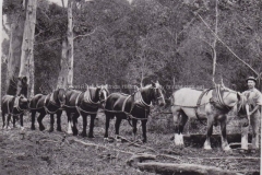 A team of horses bred in Karridale haul logs