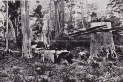 'The Fallen Giant'