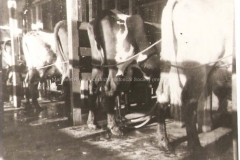 Cows being milked by machine