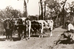 Bullock team