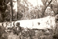 The largest tree felled