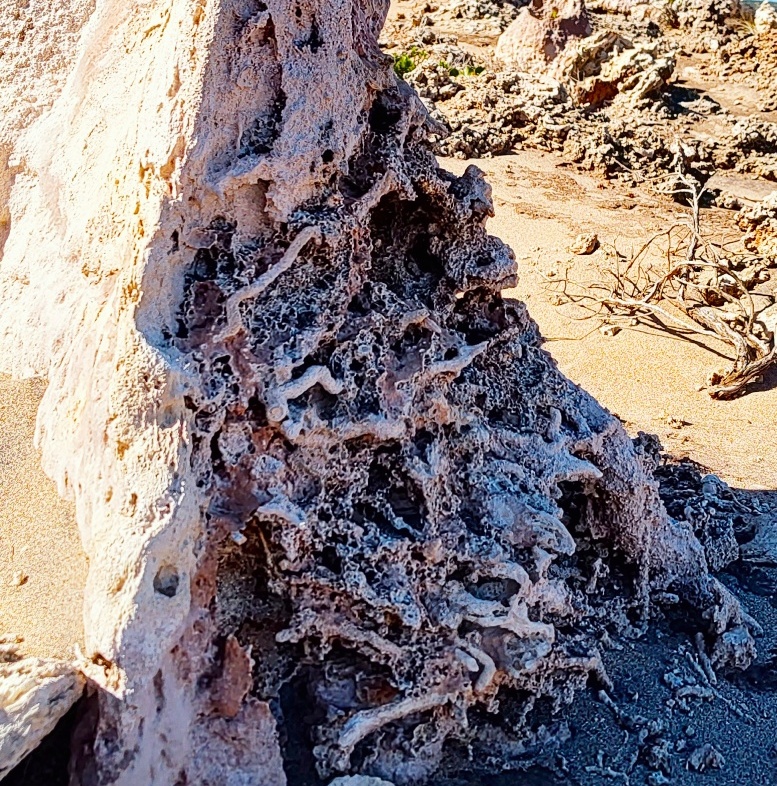 Fragile fossilized root structures