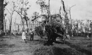 Hay-carting on a Group 72 farm in 1927